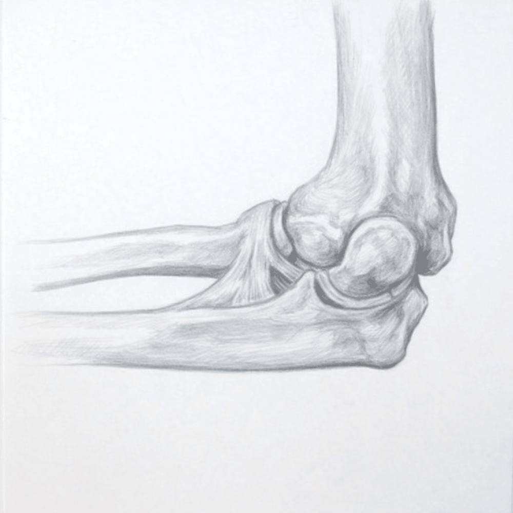 Hand-drawn anatomy illustration — elbow, ankle & other