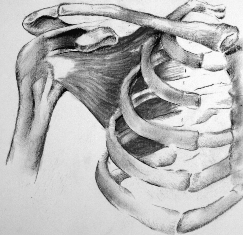 Hand-drawn anatomy illustration — shoulder surgery